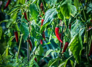 Peperoncino 745 0 083 Peperoncino